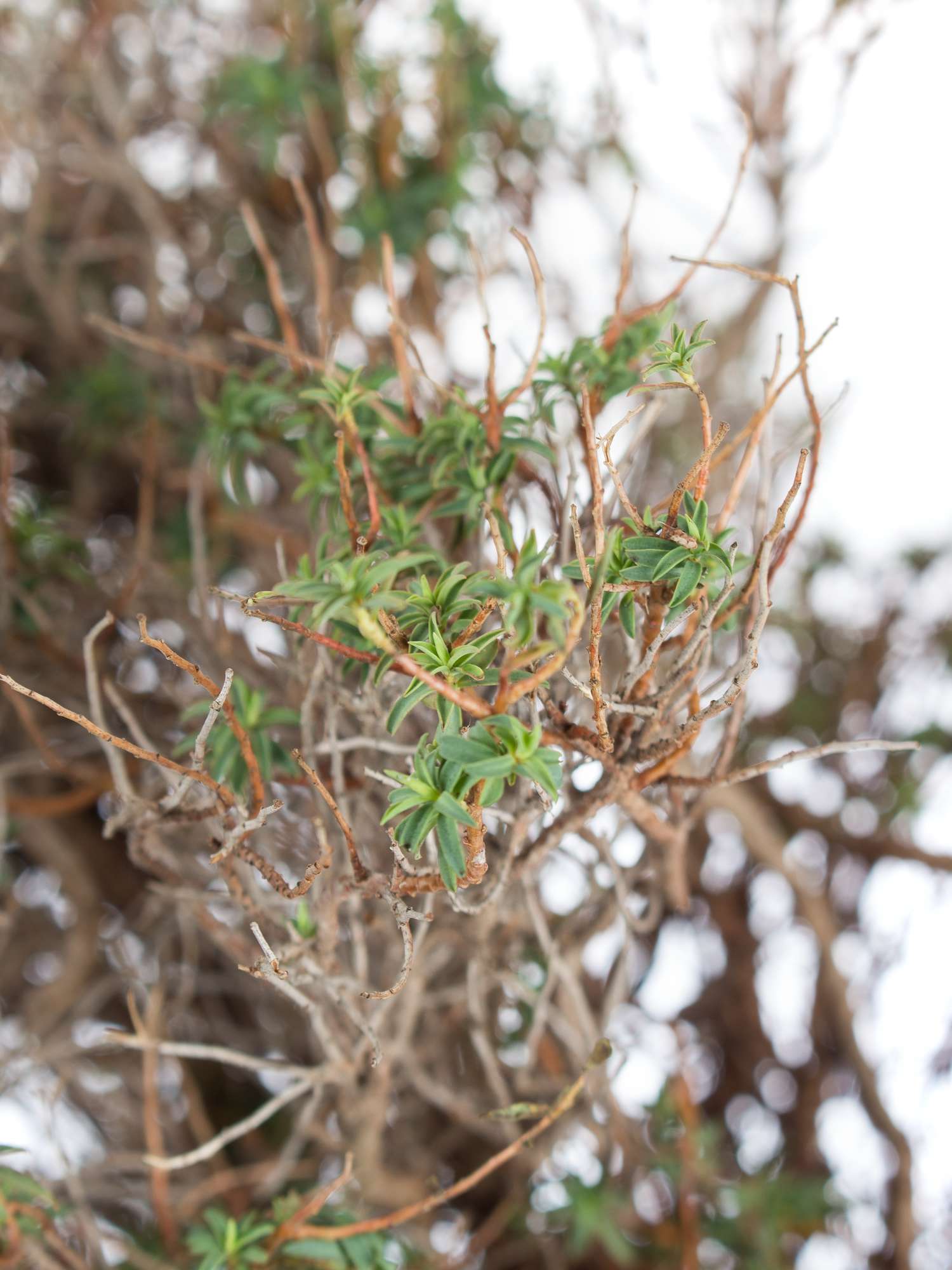 blumigo-blattwerk-euphorbia-spinosa-bindegr-n-gr-n-braun image 3