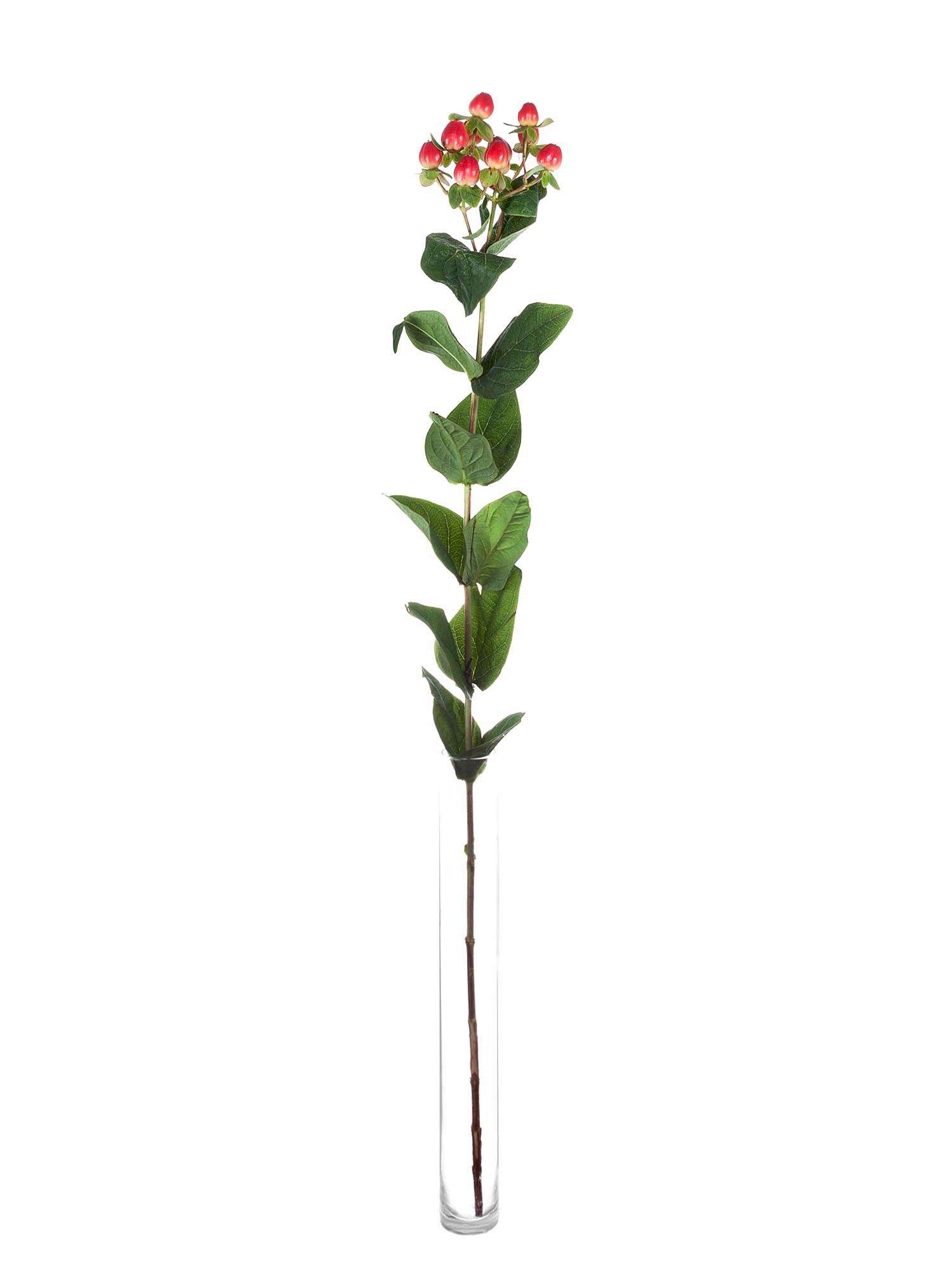 blumigo-greenery-hypericum-magical-triumph-rot-schnittgr-n image 3