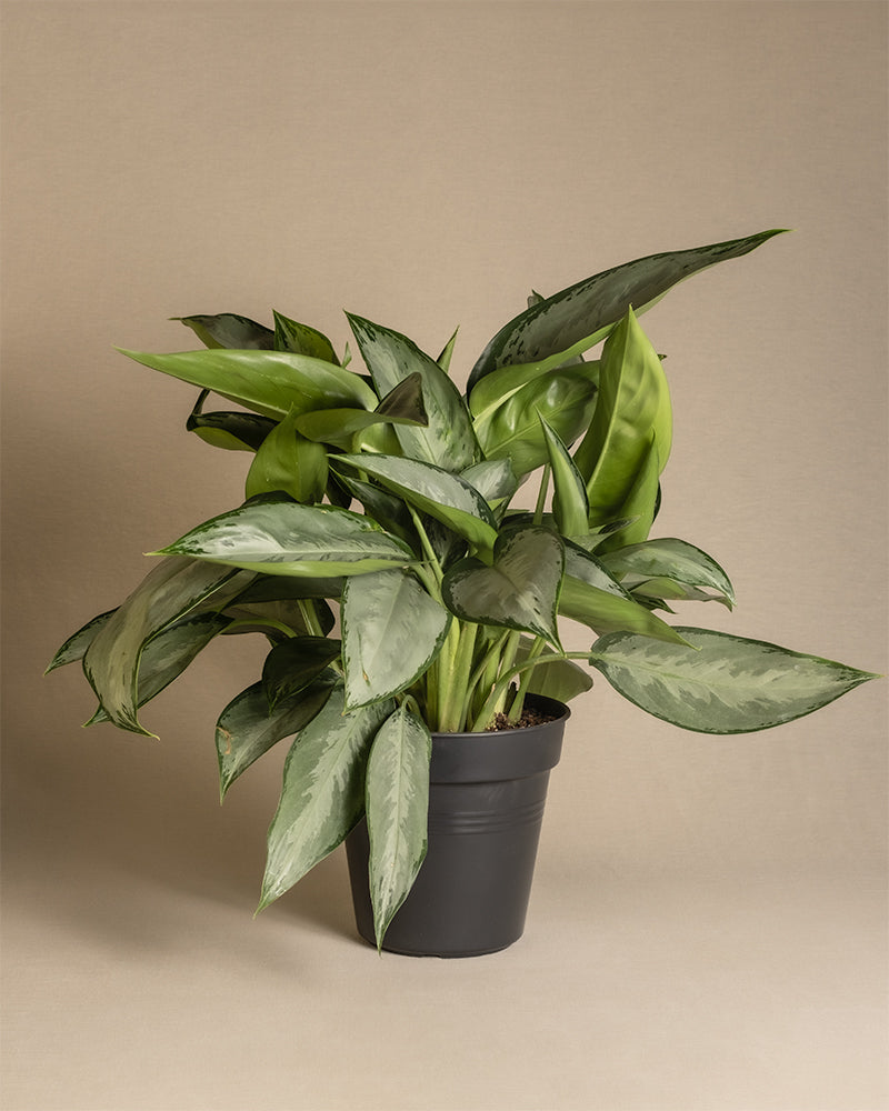 feey-variado-aglaonema-silverado-50-60-cm-ohne-bertopf image 3