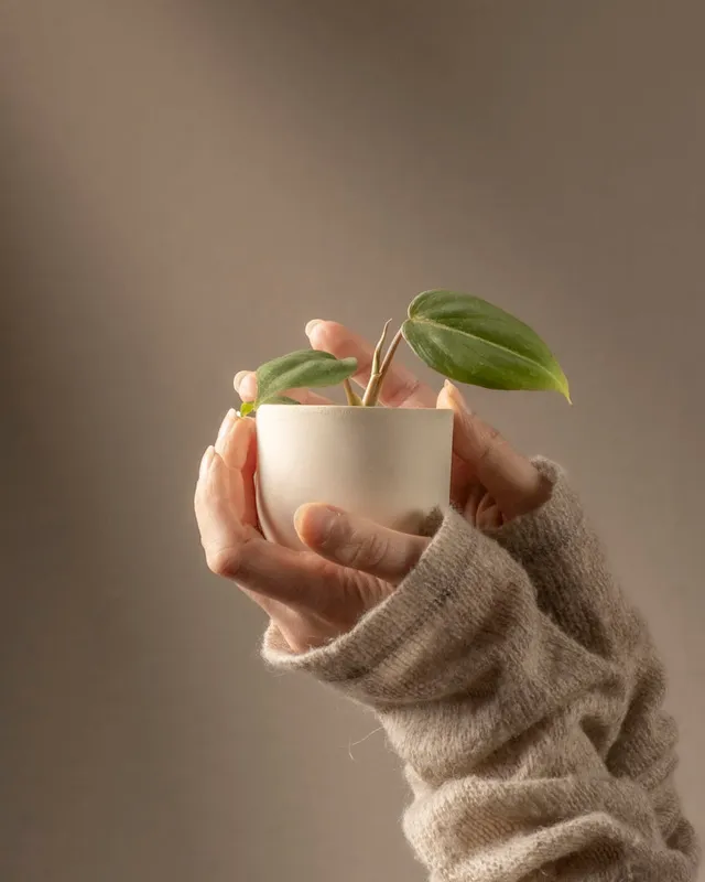feey-variado-philodendron-gloriosum-babypflanze-ohne-bertopf image 1