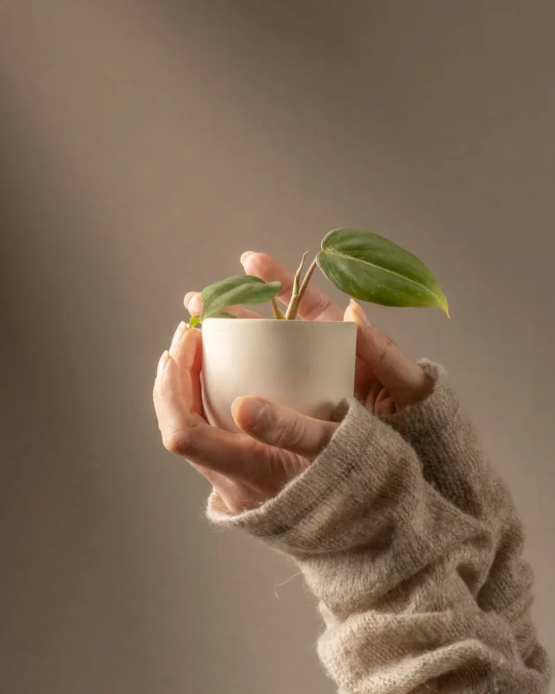 feey-variado-philodendron-gloriosum-babypflanze-ohne-bertopf image 1