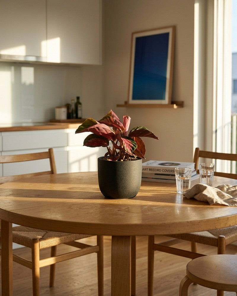feey-variado-calathea-rosy-korbmarante-ohne-bertopf image 2