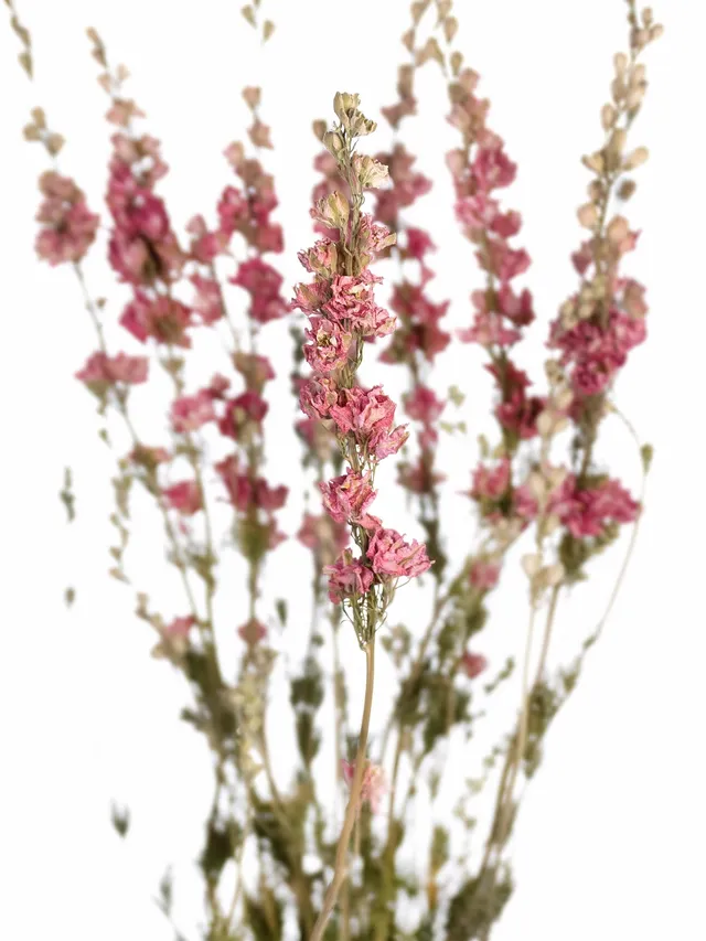 blumigo-trockenblumen-rittersporn-rosa-getrocknet image 1