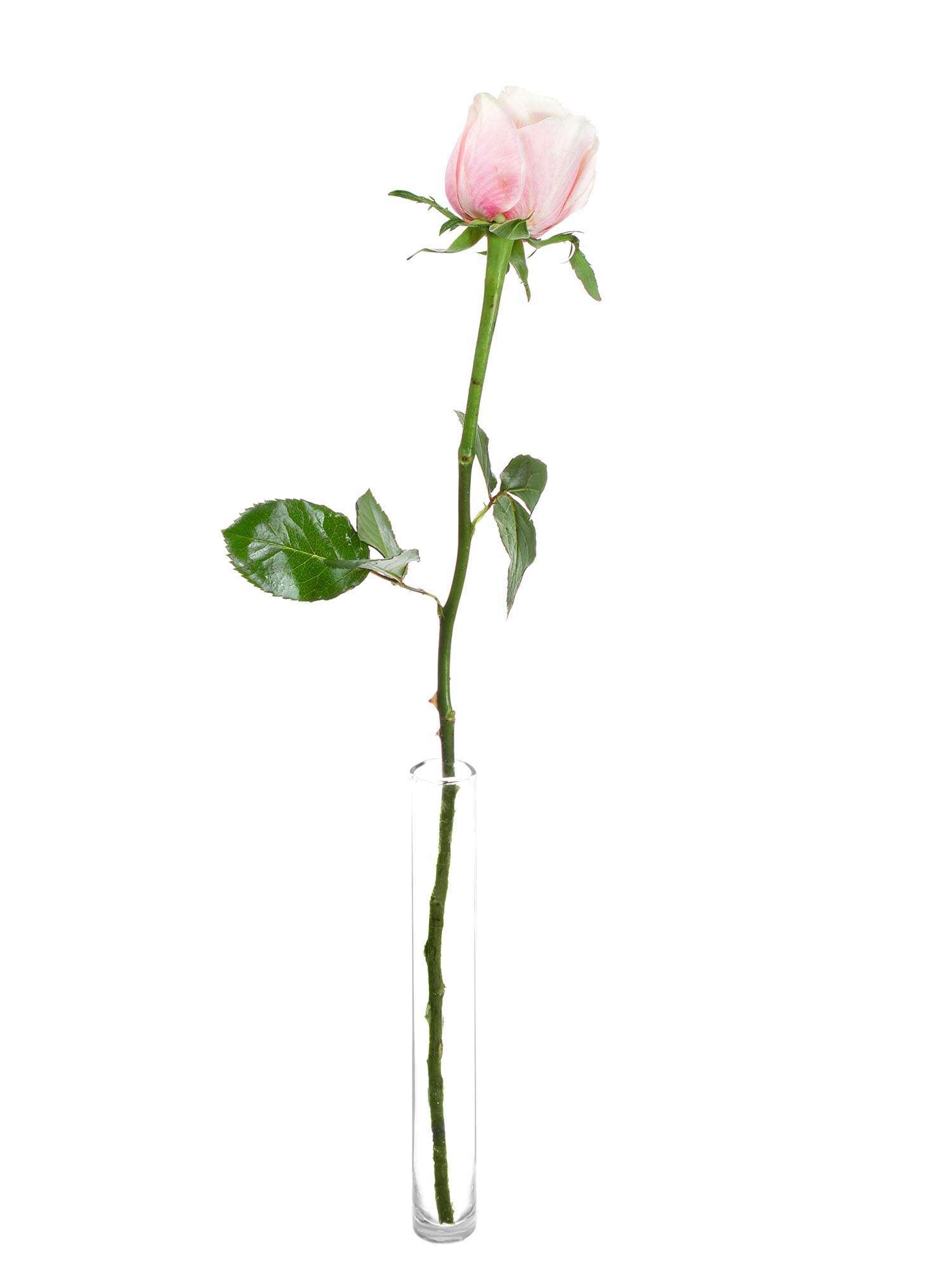 blumigo-rosen-swan-grace-rose-creme-koral-einzelstiel-frisch image 3