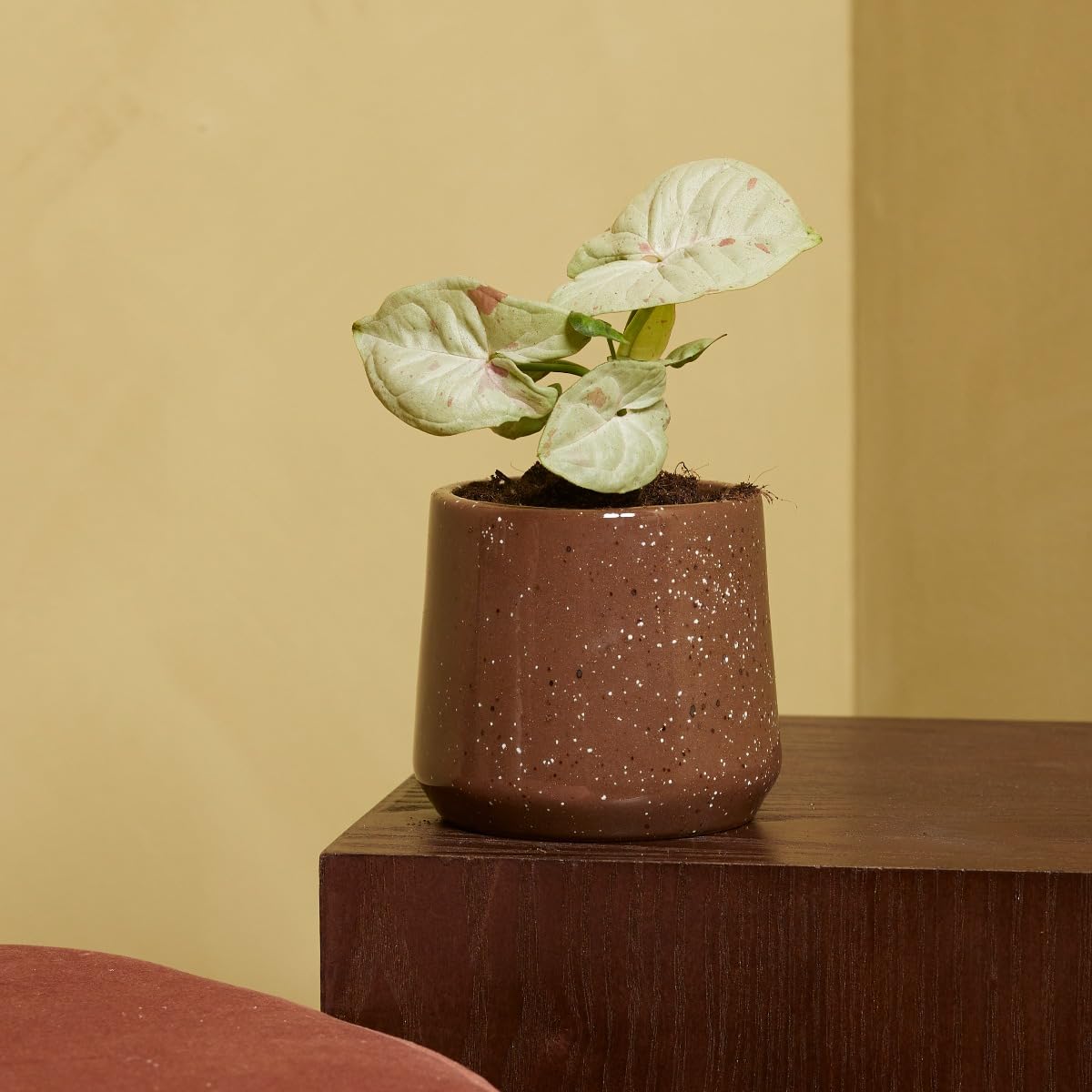 plnts-babyplnts-syngonium-confetti-zimmerpflanze-6cm-topf-rosa image 6