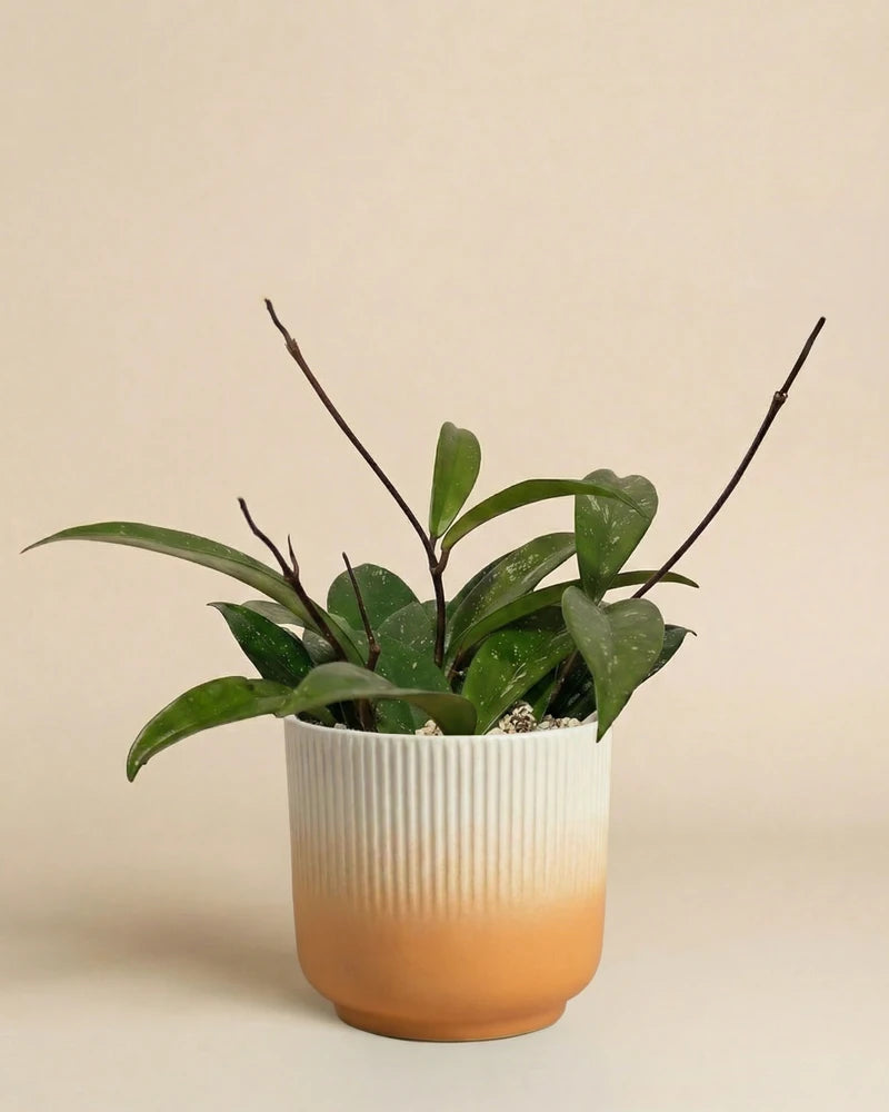 feey-variado-hoya-pubicalyx-wachsblume-ohne-bertopf-klein image 7