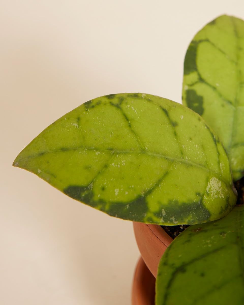 plnts-babyplnts-hoya-callistophylla-steckling-2-cm-10-cm-hoch image 4