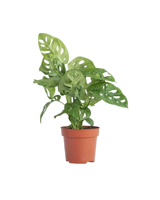 plnts-rareplnts-monstera-adansonii-zimmerpflanze-12cm-30cm image 1