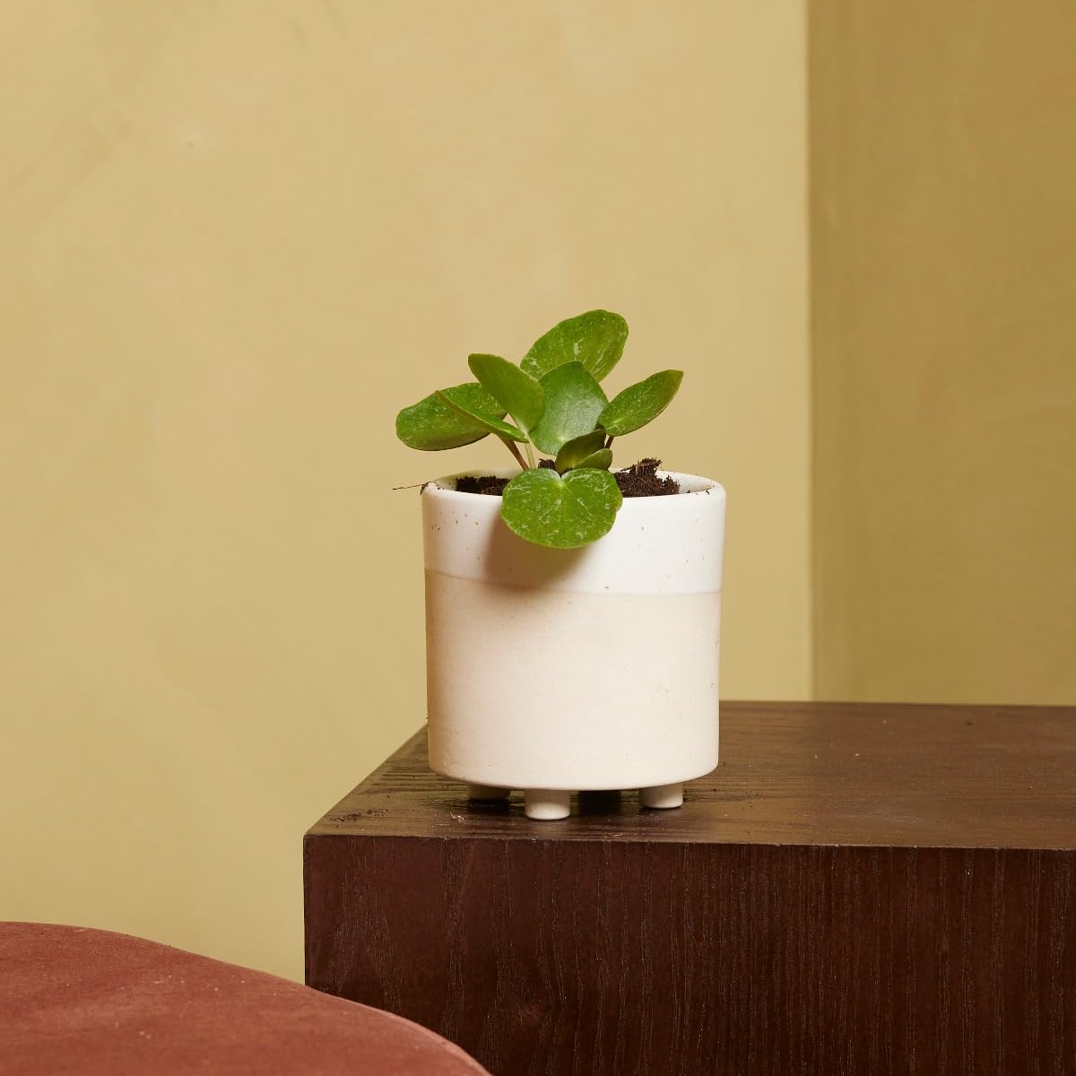 plnts-babyplnts-pilea-peperomioides-sugar-ufopflanze-15-cm image 6