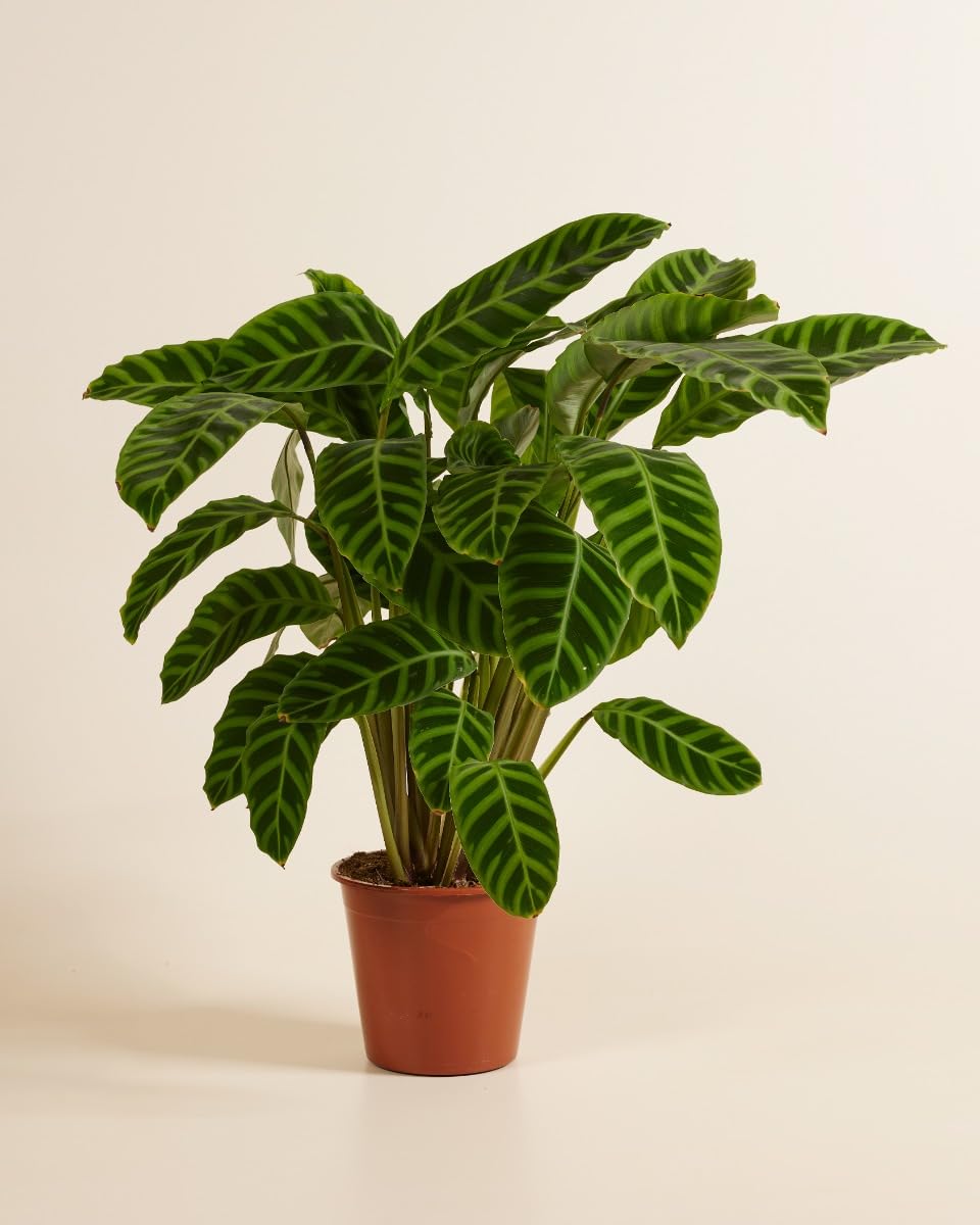plnts-rareplnts-calathea-zebrina-zimmerpflanze-75-cm image 2
