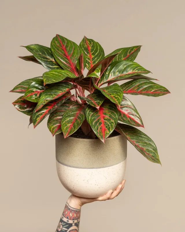 feey-variado-aglaonema-red-emerald-zimmerpflanze-topf-18 image 1