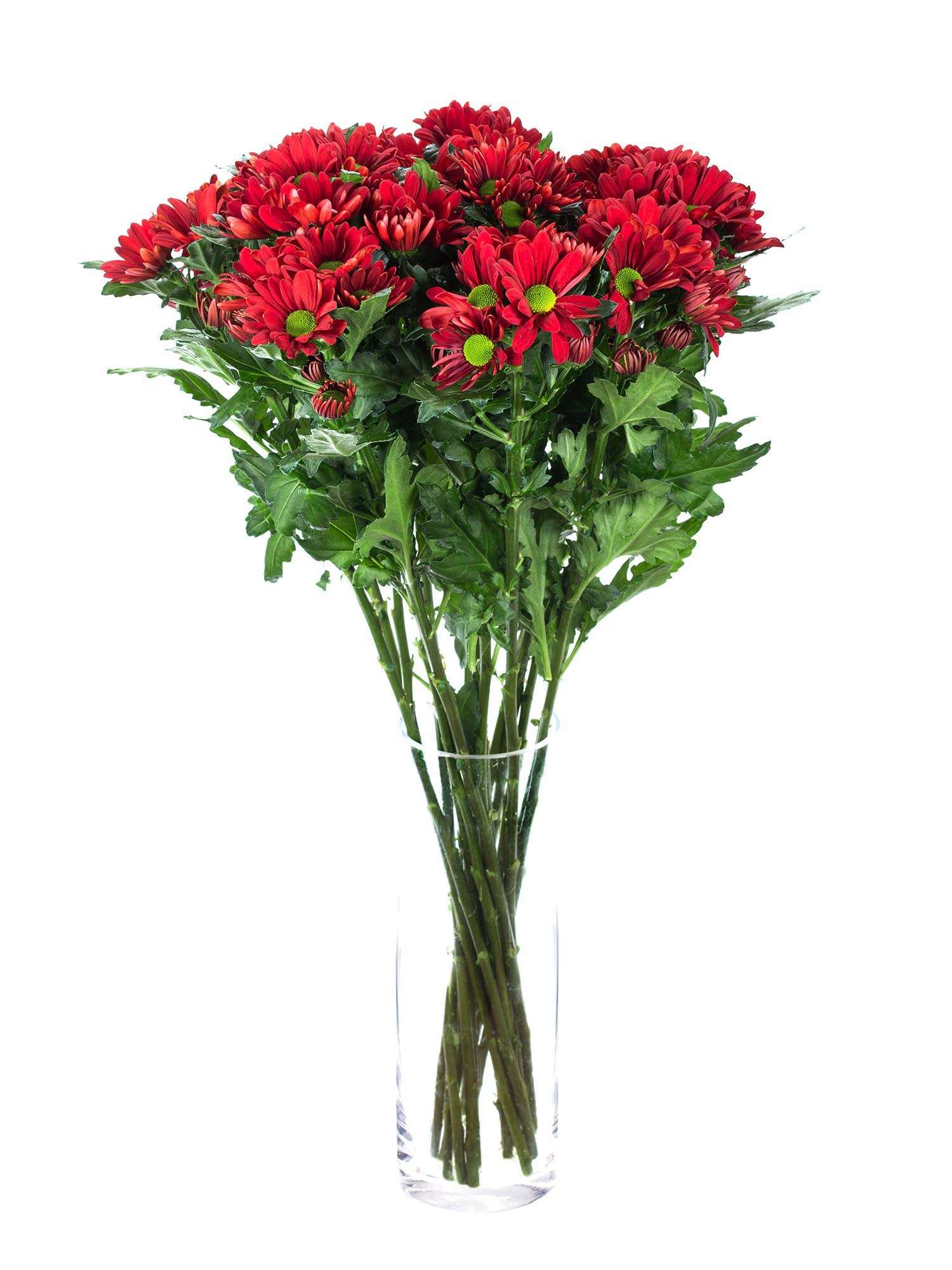 blumigo-chrysanthemen-merlot-schnittblumen-rot-verzweigt image 2