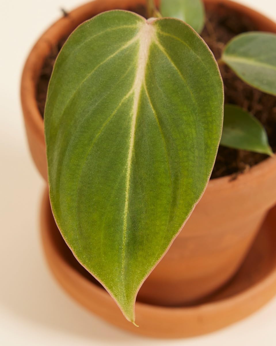 plnts-babyplnts-philodendron-gloriosum-steckling-3-cm-jungpflanze-8-cm-luftreini image 2