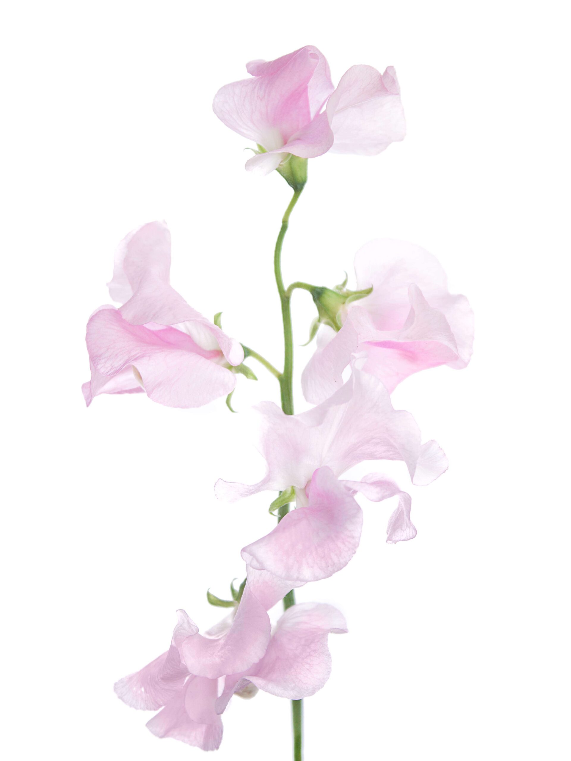 blumigo-rosen-wicken-sunshine-rose-rosa image 3