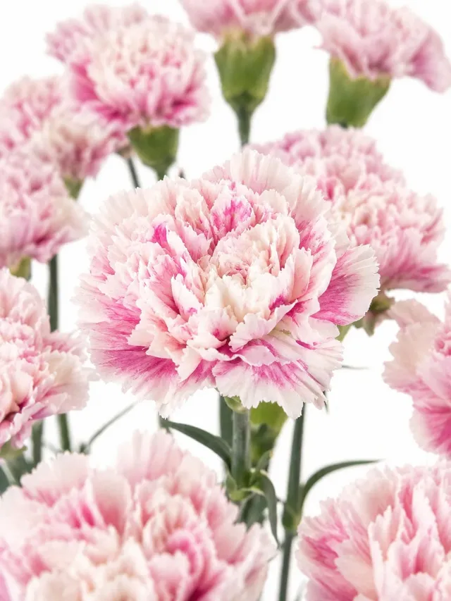 blumigo-nelken-antiqua-edelnelke-pink-creme image 1