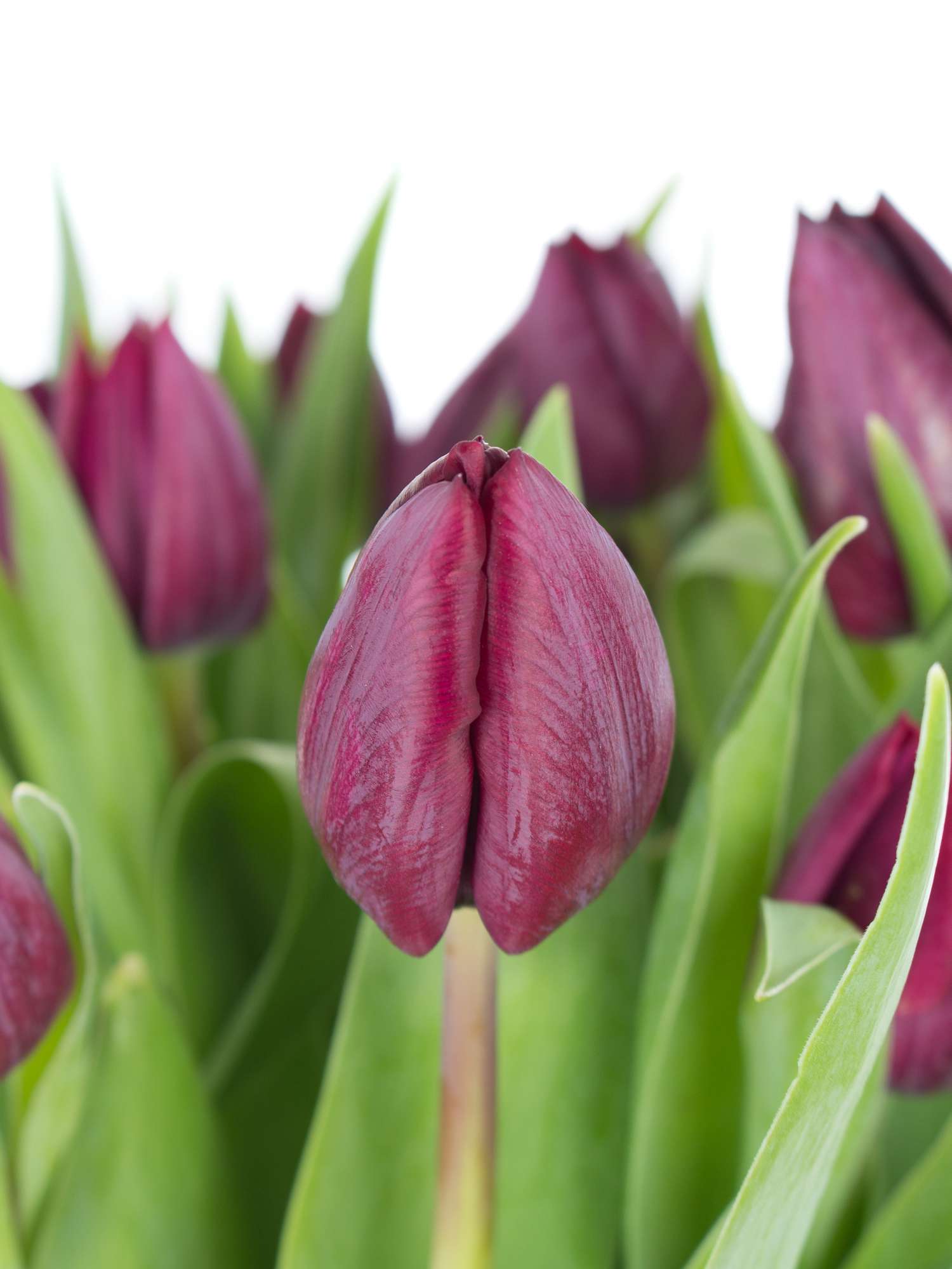 blumigo-tulpen-ronaldo-schnittblumen-dunkelviolett-frisch image 1