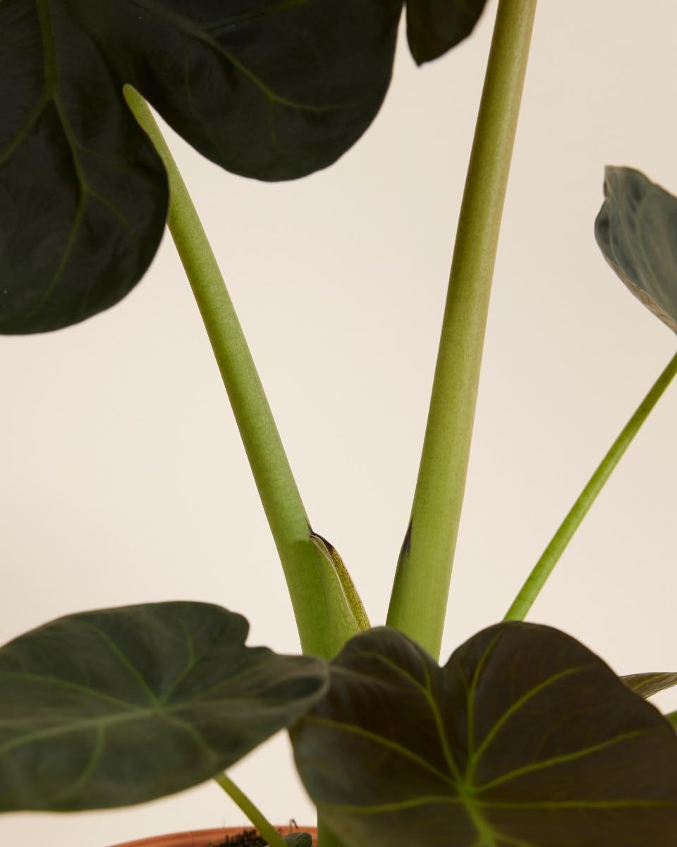 plnts-rareplnts-alocasia-regal-shield-zimmerpflanze-55-cm-elefantenohr image 4