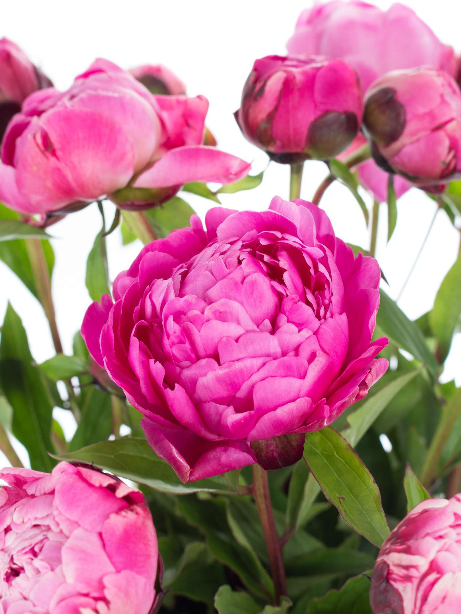 blumigo-pfingstrosen-jadwiga-blume-pink-einzeln image 1