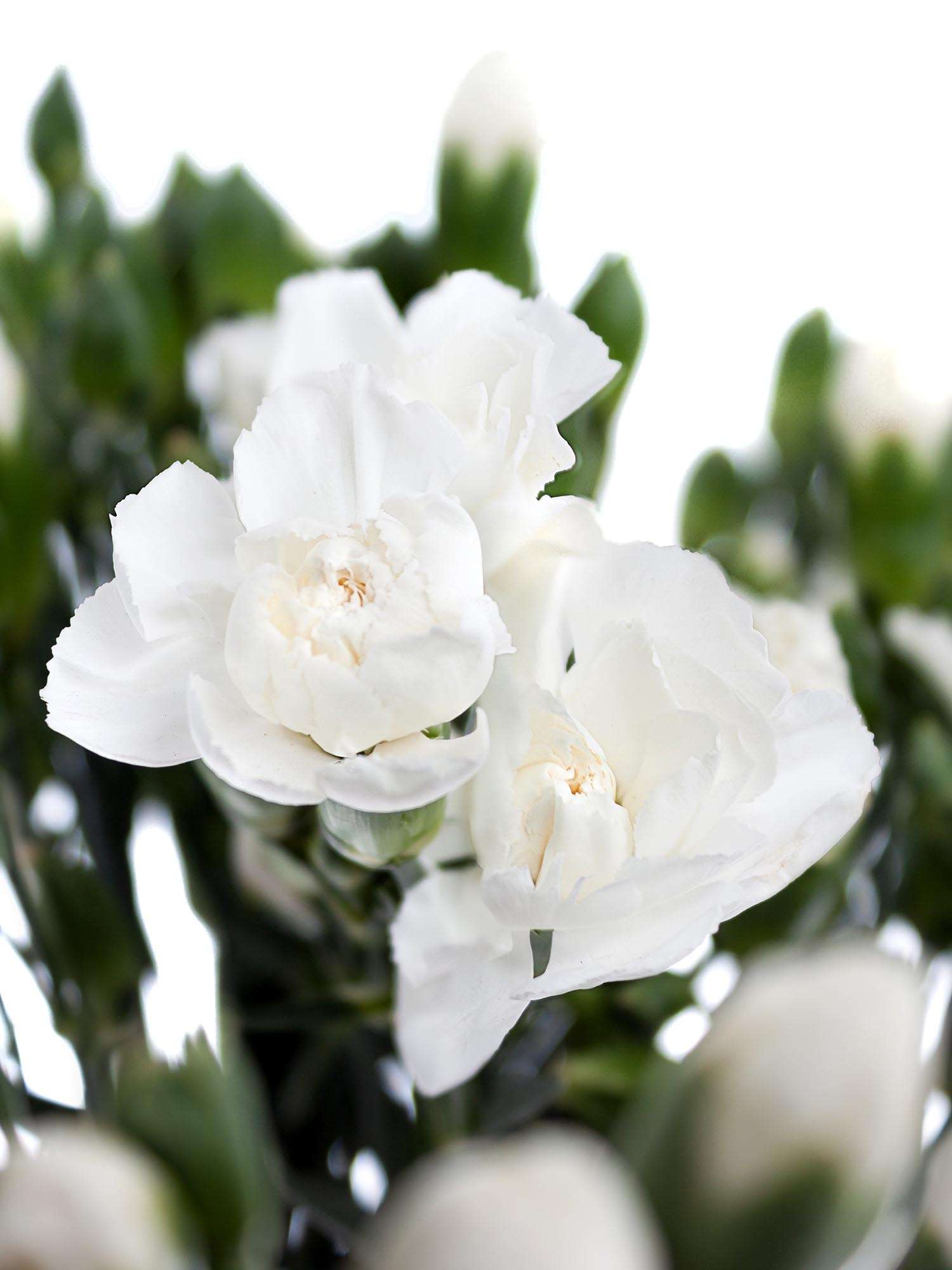 blumigo-nelken-ramaya-wei-schnittblumen-verzweigt image 1