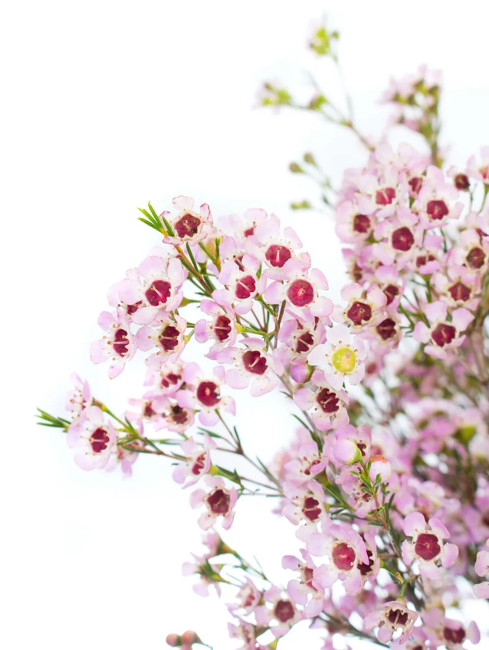 blumigo-wachsblume-early-nir-rosa-schnittblume-stiel-filler image 1
