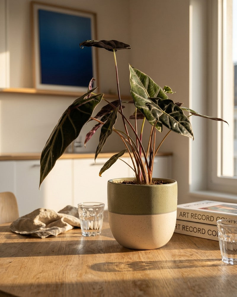 feey-variado-alocasia-red-vein-zimmerpflanze-ohne-bertopf image 2