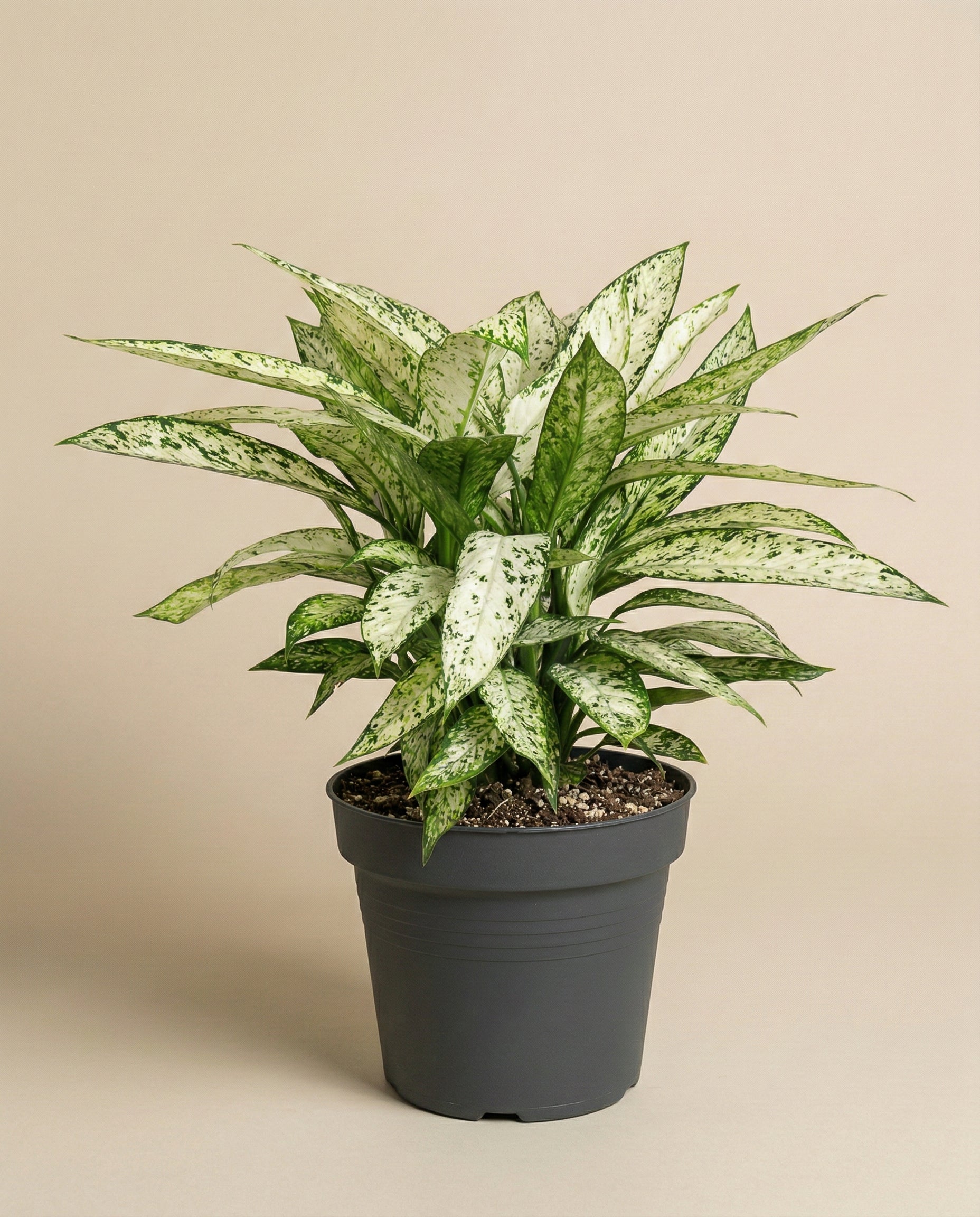 feey-variado-dieffenbachia-vesuvius-zimmerpflanze-gro image 3