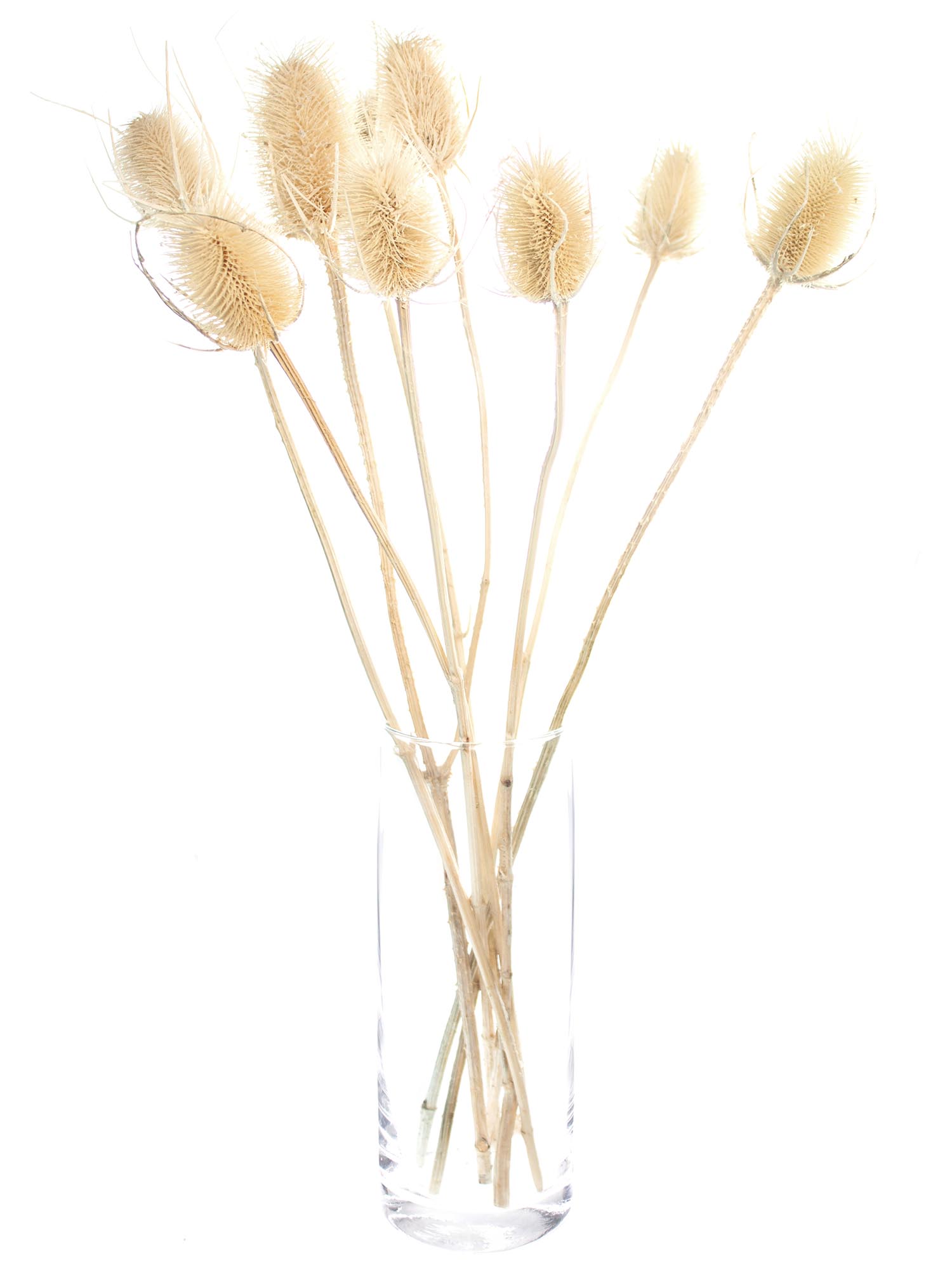 blumigo-trockenblumen-dipsacus-wilde-karde-gebleicht image 2