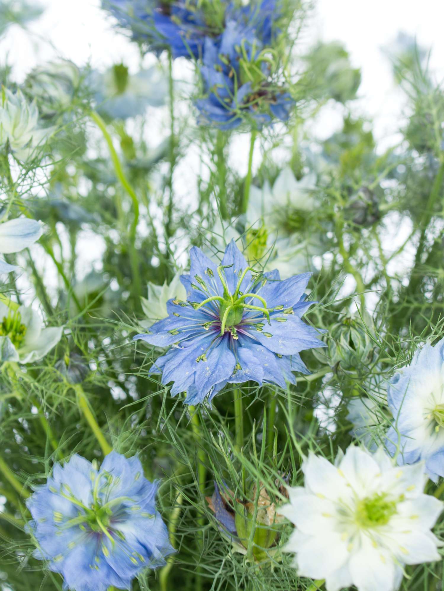 blumigo-jungfer-im-gruenen-blau-schnittblume-1-stiel-frisch image 1