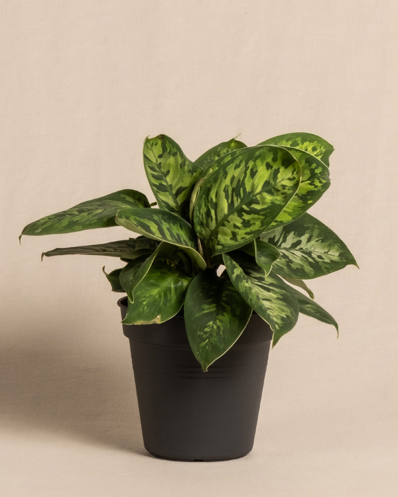 feey-variado-homalomena-camouflage-zimmerpflanze-ohne-bertopf image 3