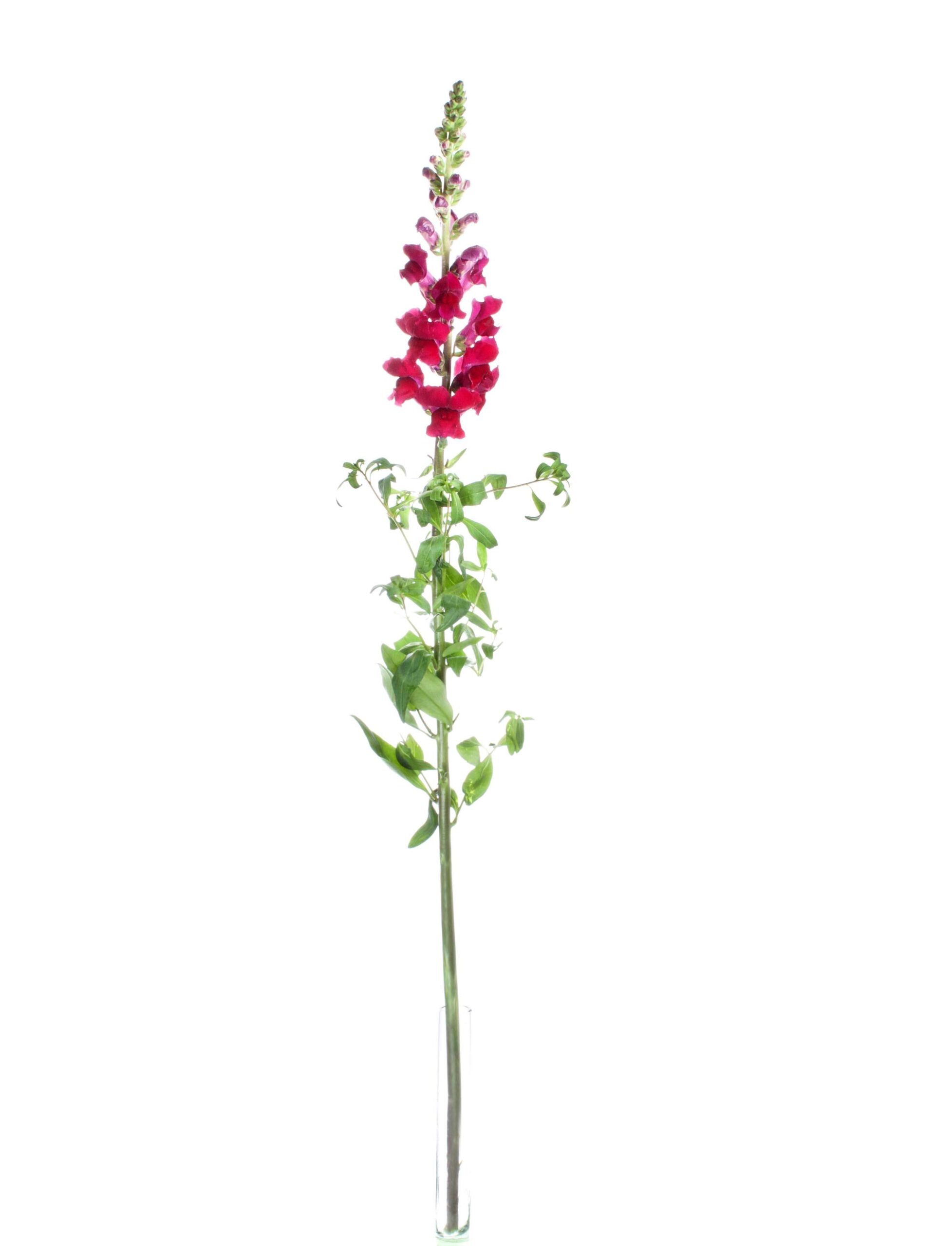 blumigo-l-wenm-ulchen-costa-velvet-schnittblume-dunkelrot image 3