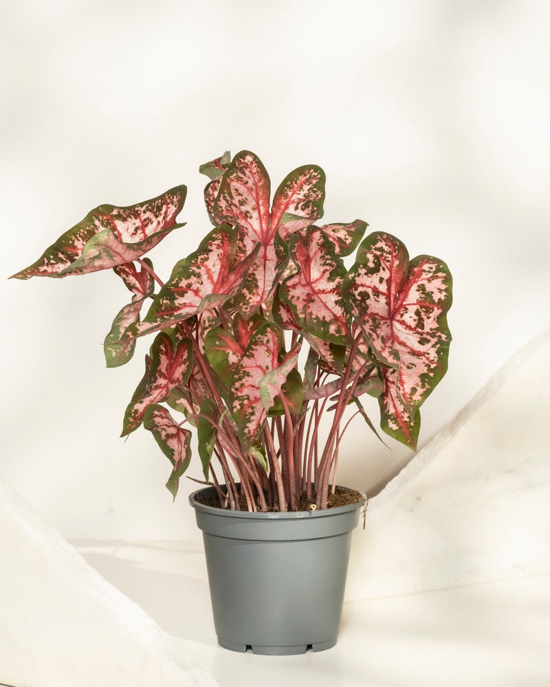 feey-variado-caladium-roze-buntblatt-rosa-zimmerpflanze image 3