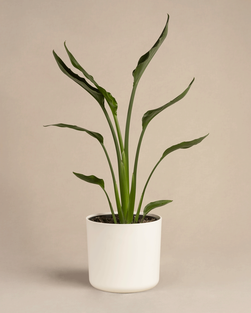 feey-variado-strelitzia-reginae-zimmerpflanze-ohne-bertopf-viel-licht image 8