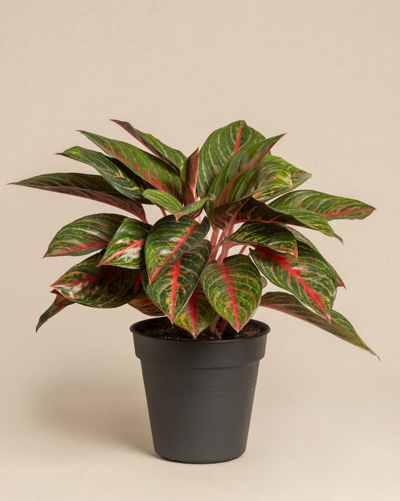 feey-variado-aglaonema-red-emerald-zimmerpflanze-topf-18 image 3