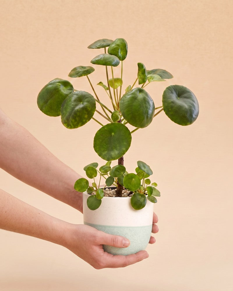 feey-variado-ufopflanze-pilea-zimmerpflanze-tierfreundlich image 1