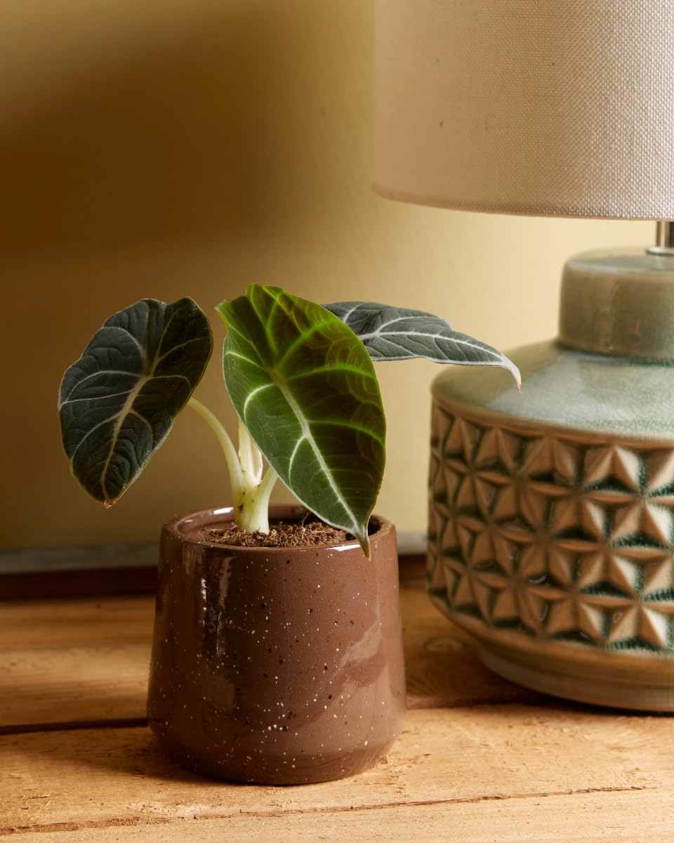 plnts-babyplnts-alocasia-black-velvet-zimmerpflanze-10-cm image 6