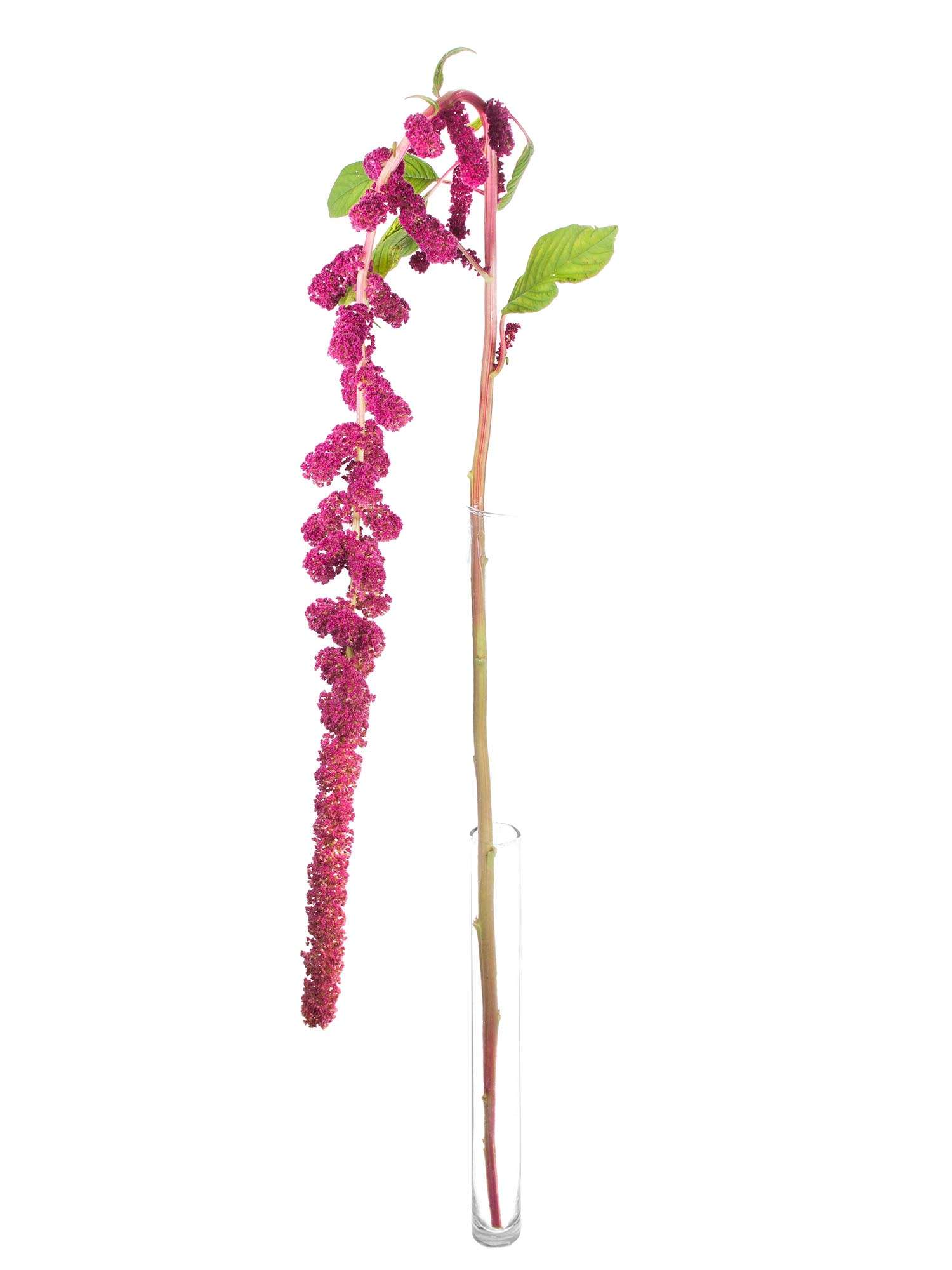 blumigo-rosen-amaranthus-rosemary-schnittblumen-beerenrot image 6