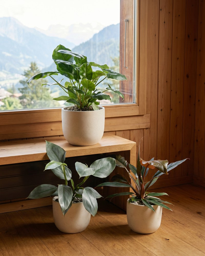 feey-variado-schweizer-philodendron-trio-pflanzenset-3er image 8