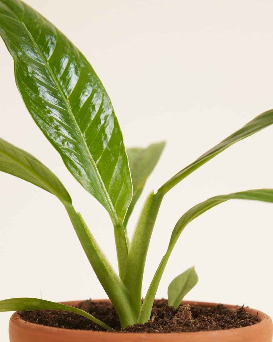 plnts-baby-philodendron-campii-zimmerpflanze-8-cm-pflegeleicht image 4