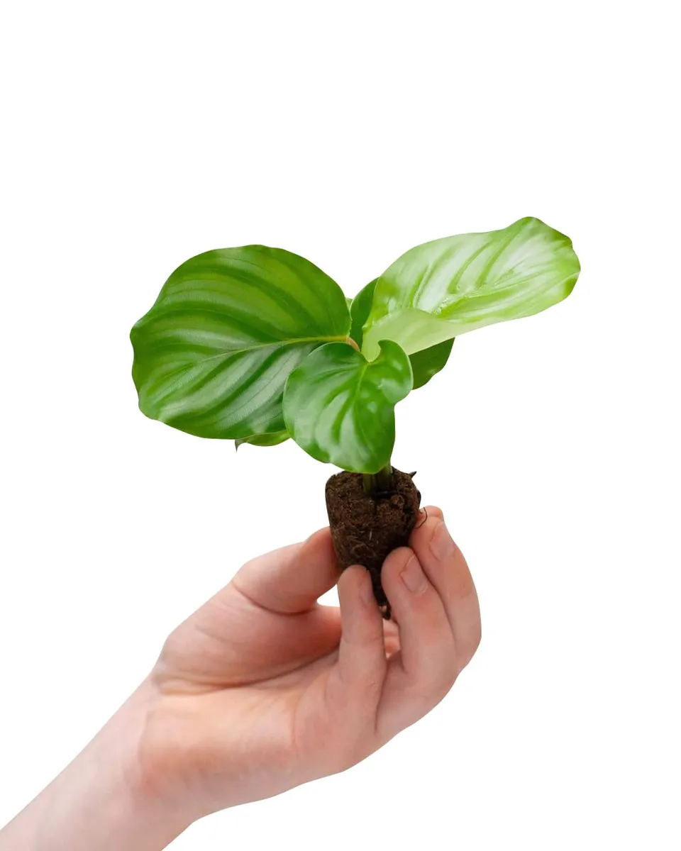 plnts-baby-calathea-orbifolia-zimmerpflanze-15-cm image 1