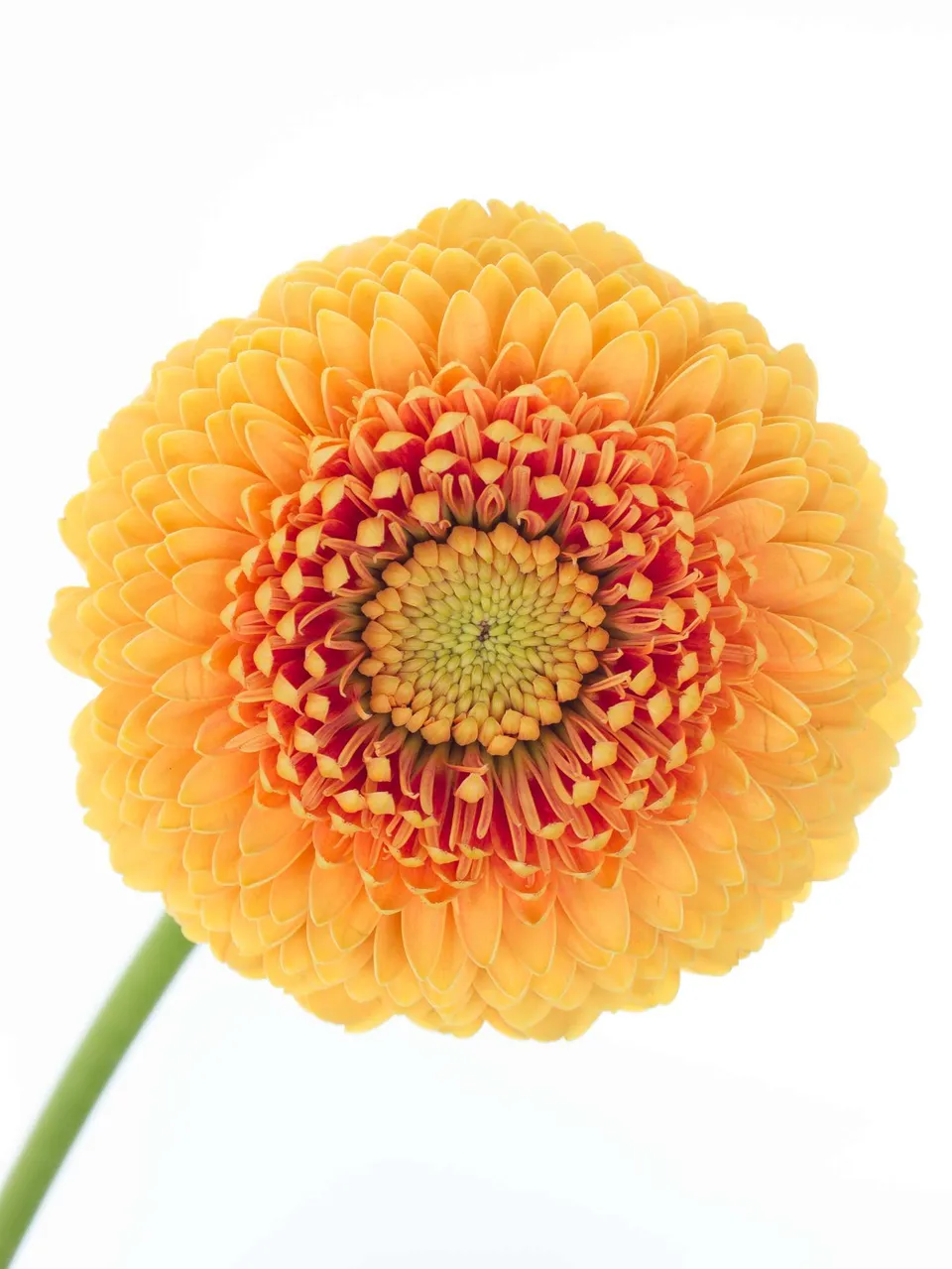 blumigo-gerbera-pomponi-lilo-schnittblume-orange image 1