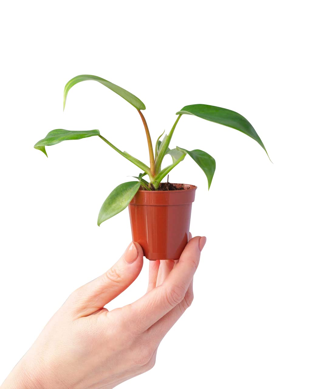 plnts-baby-philodendron-florida-beauty-zimmerpflanze-25cm image 1