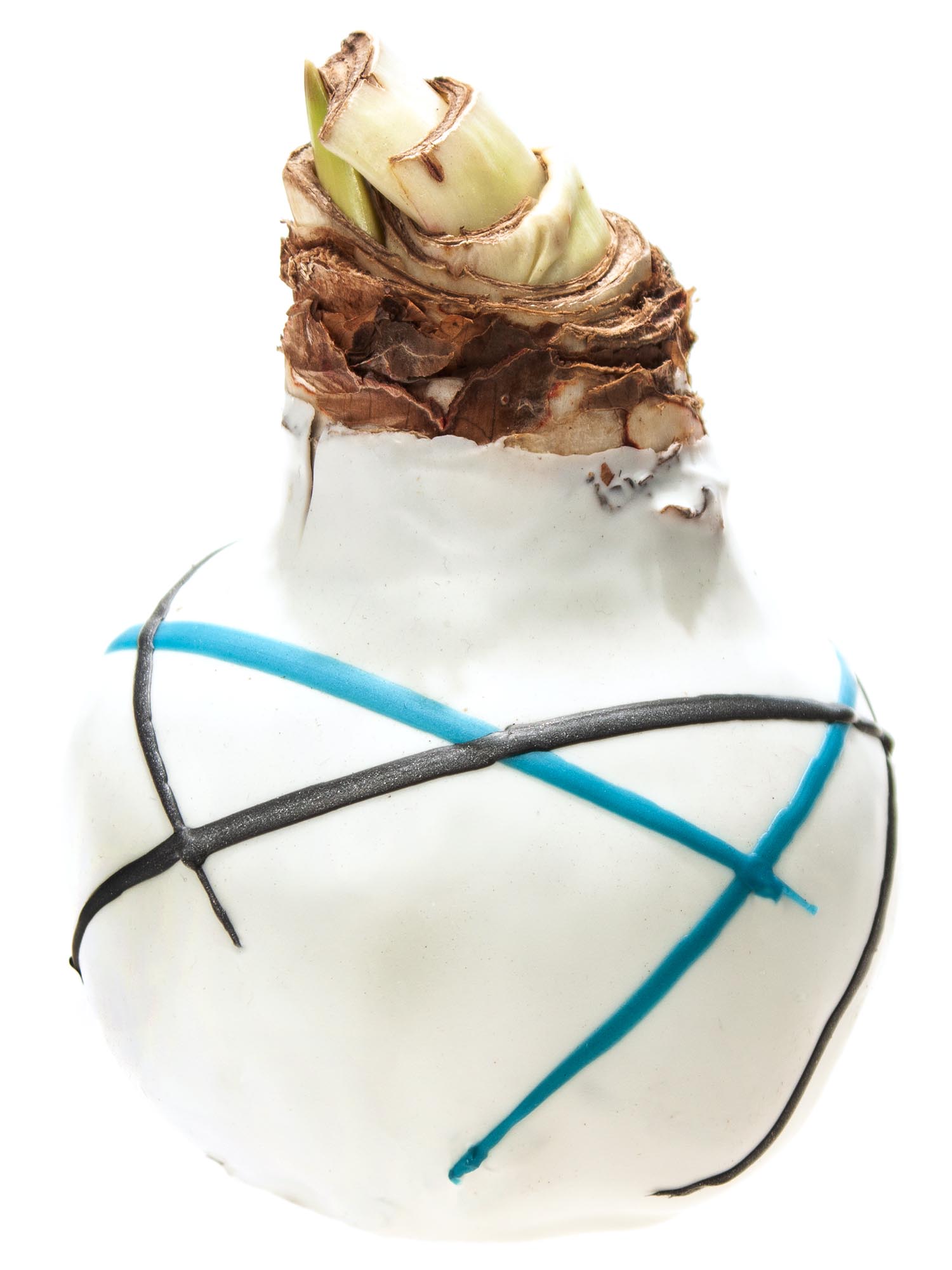 blumigo-amaryllis-gewachste-knolle-ritterstern-farbmix image 3