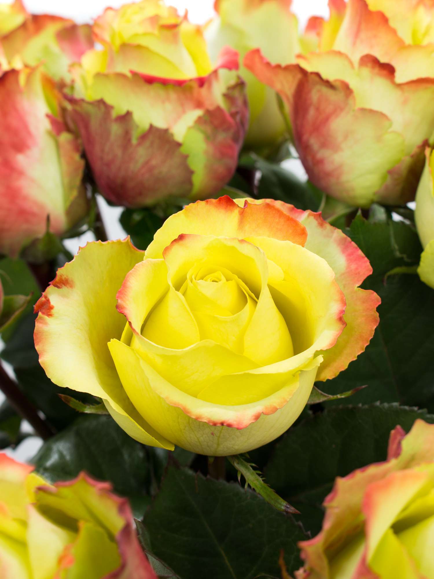 blumigo-rosen-zazu-schnittrosen-gelb-rot-stiel image 1