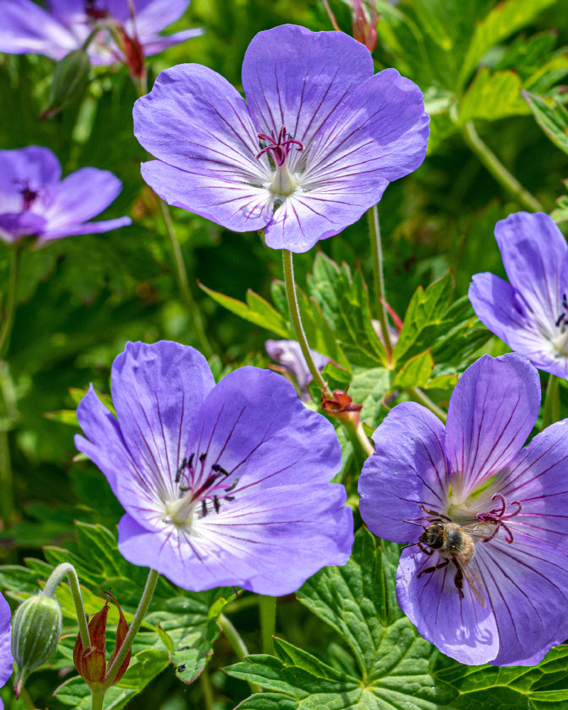 feey-amsterdam-geranium-blau-staude-2-rhizome-zum-eingraben image 8
