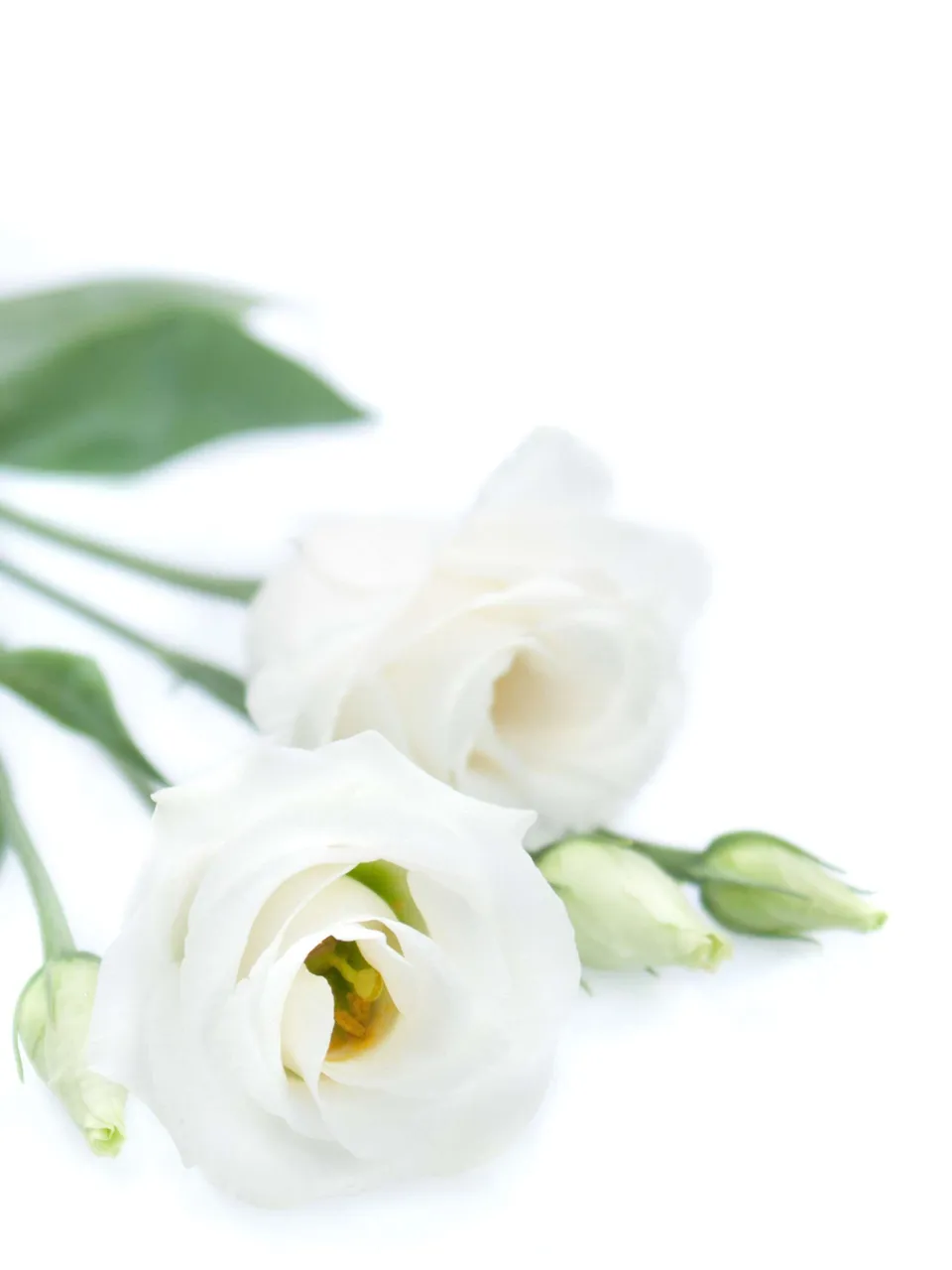 blumigo-wei-er-lisianthus-motivkarte-floristenkarte image 1
