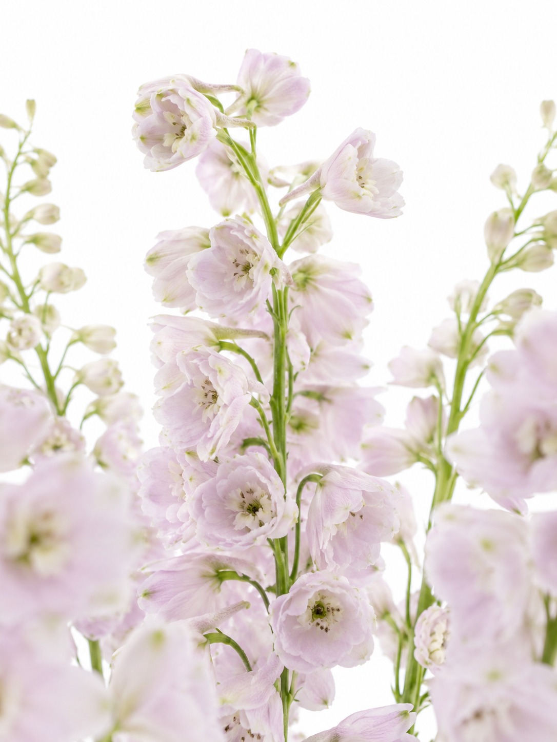 blumigo-l-wenm-ulchen-rittersporn-schnittblume-blau-violett image 4