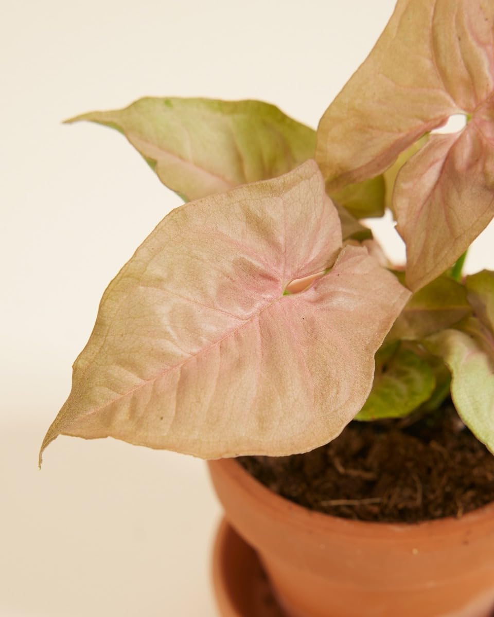 plnts-baby-syngonium-neon-zimmerpflanze-6cm-topf-10cm image 3