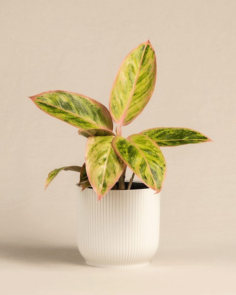 feey-variado-aglaonema-salmon-fantasy-zimmerpflanze-bunte-bl-tter image 7