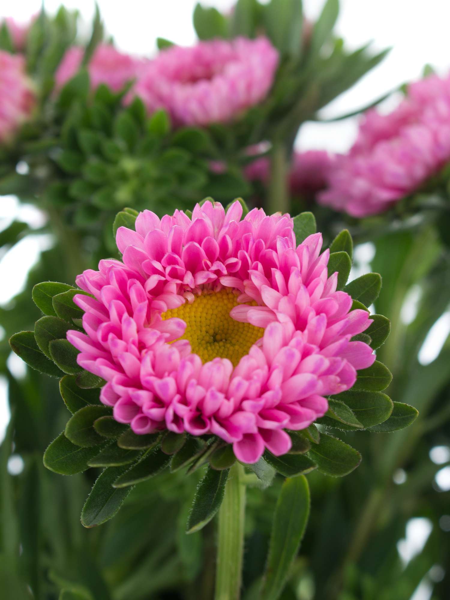 blumigo-herbstdeko-sommerastern-schnittblume-pink image 1
