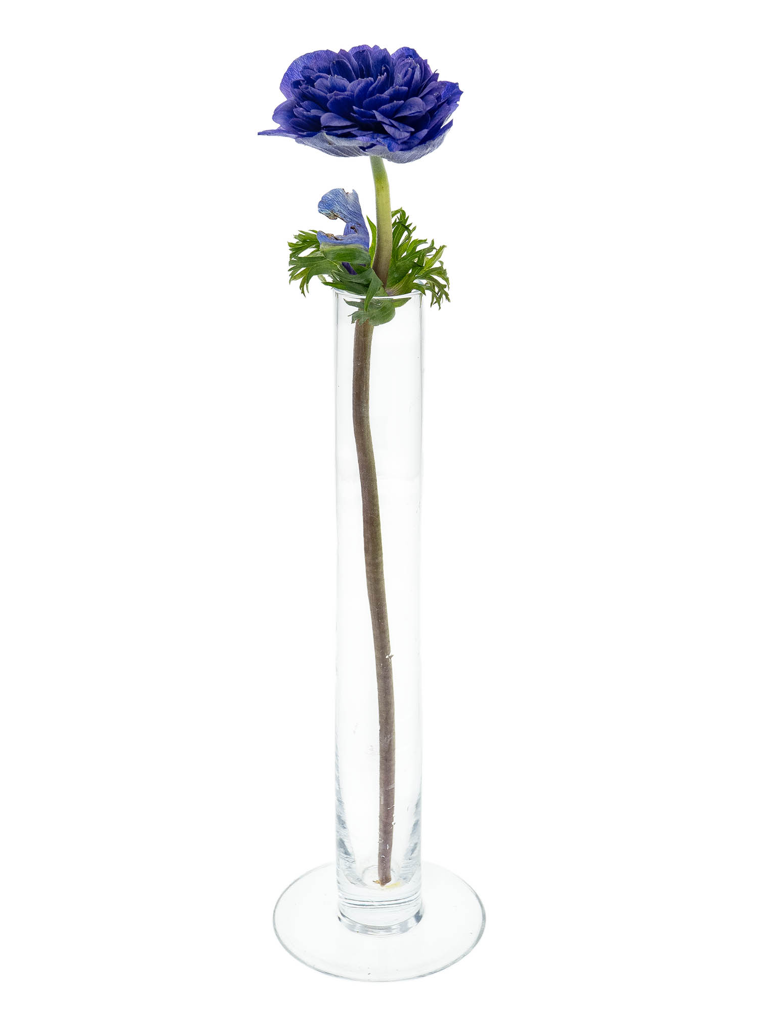 blumigo-anemonen-fullstar-mix-gemischt-schnittblumen-frisch image 6